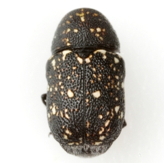 Pachybrachis stygicus