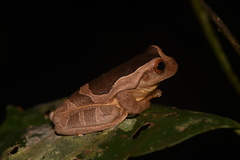 Trachycephalus coriaceus