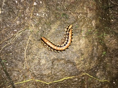 Nyssodesmus python