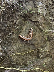 Nyssodesmus python