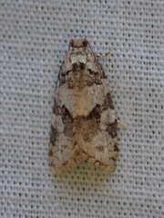 Argyrotaenia provana