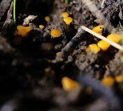 Phaeohelotium baileyanum