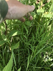 Lactuca pulchella
