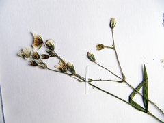 Cerastium furcatum