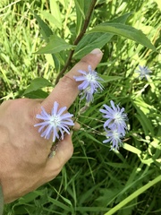 Lactuca pulchella