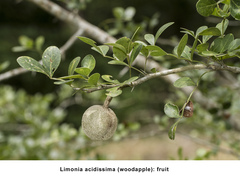 Limonia acidissima