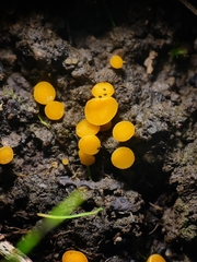 Phaeohelotium baileyanum