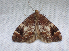 Dysstroma sobria