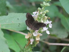 Staphylus hayhurstii