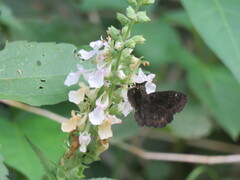 Staphylus hayhurstii