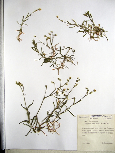Cerastium furcatum iNat (1)