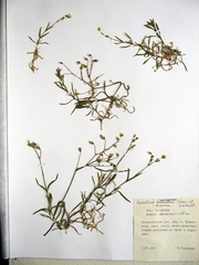 Cerastium furcatum