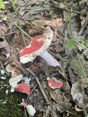 Russula pulchra