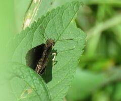 Staphylus hayhurstii