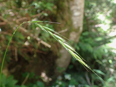 Elymus hirsutus