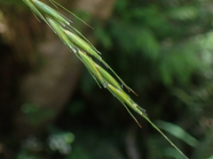 Elymus hirsutus