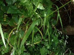 Elymus hirsutus