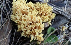 Ramaria watlingii