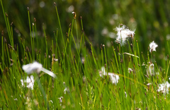 Eriophorum gracile