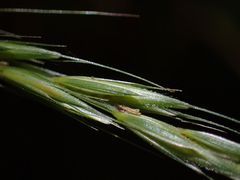 Elymus hirsutus