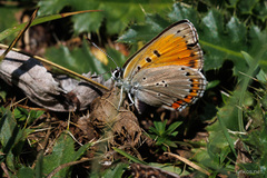 Lycaena alciphron