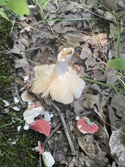 Russula pulchra