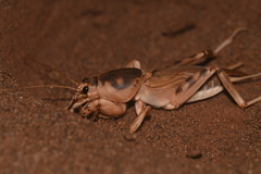 Scapteriscus oxydactylus