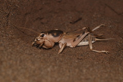 Scapteriscus oxydactylus