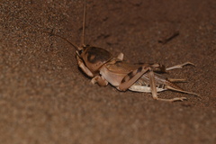Scapteriscus oxydactylus