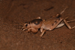 Scapteriscus oxydactylus