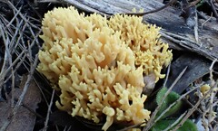 Ramaria watlingii