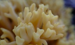 Ramaria watlingii