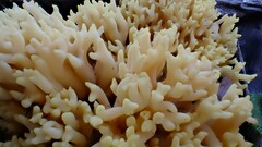 Ramaria watlingii