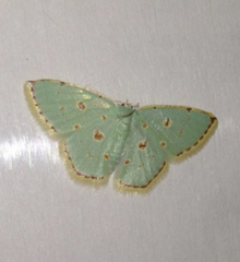 Comostola meritaria