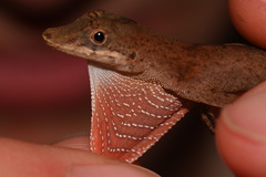 Anolis fuscoauratus