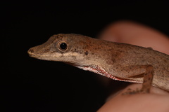Anolis fuscoauratus
