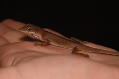 Anolis fuscoauratus