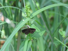 Staphylus hayhurstii