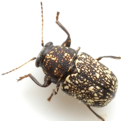 Pachybrachis stygicus