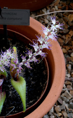 Lachenalia comptonii