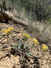 Eriogonum flavum flavum
