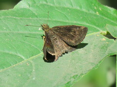 Staphylus hayhurstii