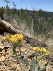 Eriogonum flavum flavum