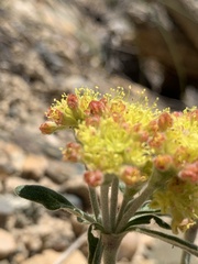 Eriogonum flavum flavum