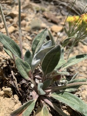Eriogonum flavum flavum