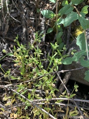 Galium bifolium