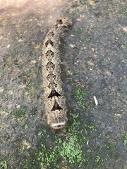 Odonestis bheroba formosae