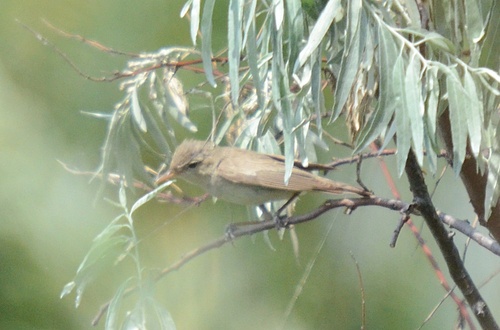 Eastern Olivaceous Warbler, Татарбунарский район, Одесская область, Украина, photo 10 of 10