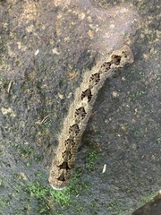 Odonestis bheroba formosae