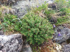 Rhodiola quadrifida